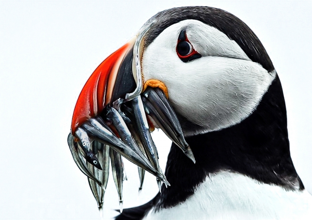 Farne Island puffin